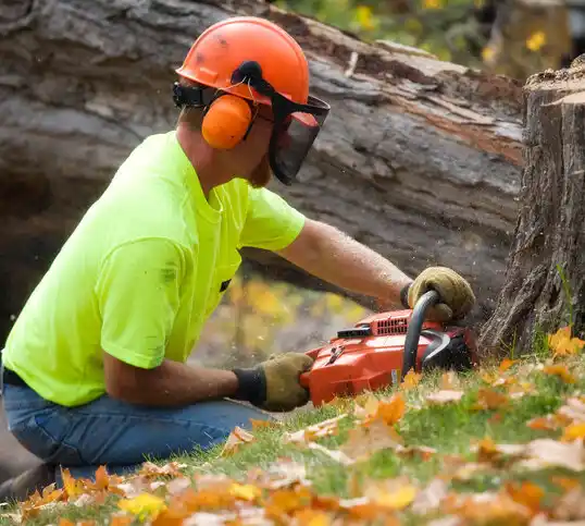 tree services Bayport